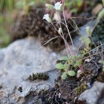 Cerastium scaposum