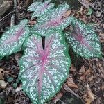 Caladium bicolor Hostoa