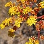 Aeonium spathulatum फूल