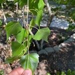 Betula populifolia পাতা