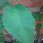Polygonum ellipticum Leaf