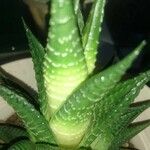 Haworthia limifolia Leaf