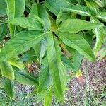 Syngonium auritum (L.) SchottLeaf