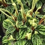 Peperomia caperata Hábito