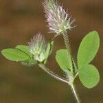 Trifolium ligusticum Інше