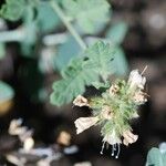 Phacelia ramosissima 形態