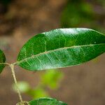 Eugenia armeniaca Leaf