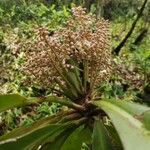 Badula borbonica Flower