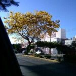 Handroanthus albus Flors