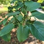 Alnus cordata Leaf