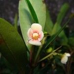 Garcinia pedicellata Flor