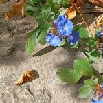 Ceratostigma plumbaginoidesFlower