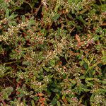 Polygonum plebeium Habitat