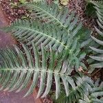 Blechnum occidentale Blad