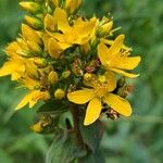 Hypericum hirsutum Fleur