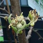 Pyrus communis Blomst