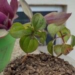 Dissotis rotundifolia Лист