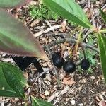 Aronia melanocarpa Fruit