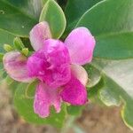 Pereskia grandifolia Flor