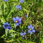 Sisyrinchium langloisii 花