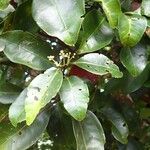 Syzygium mouanum Leaf