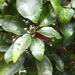 Syzygium mouanum Blad