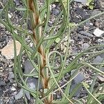 Asphodeline lutea 葉