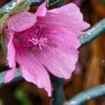 Althaea cannabina പുഷ്പം