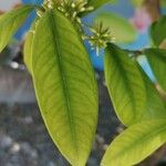 Acokanthera oblongifolia Fulla