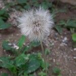 Chaptalia nutans Çiçek