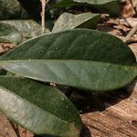 Erythroxylum emarginatum Φύλλο