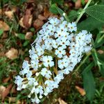 Buddleja albiflora Kwiat