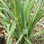 Eryngium yuccifolium Blatt