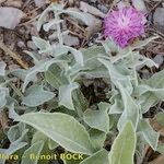 Centaurea jordaniana 形態