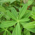 Euphorbia hyberna পাতা