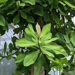 Euphorbia umbellata Лист
