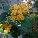Ixora chinensis 花