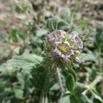 Phacelia hydrophylloides Habitat