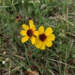 Thelesperma megapotamicum Flower