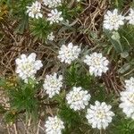 Iberis ciliata Flower