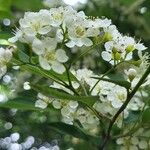 Cotoneaster multiflorus Kwiat