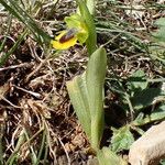 Ophrys lutea 花