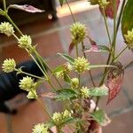 Alternanthera flavescens Flower