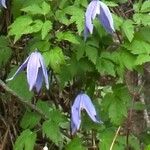 Clematis alpina Blomst