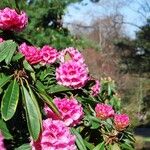 Rhododendron pudorosum Flor