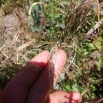 Epilobium lanceolatum Fruit