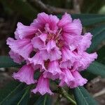 Rhododendron kesangiae Çiçek