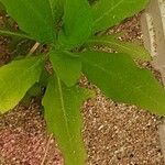 Ludwigia palustris Leaf
