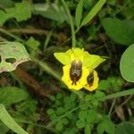 Ophrys lutea Bloem