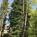 Abies balsamea Агульны выгляд